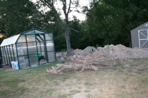 SOME of the hackberry stump/bottle tree roots. The stump/tree remains.